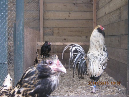 Uilebaarden afkomstig van R. Snijders